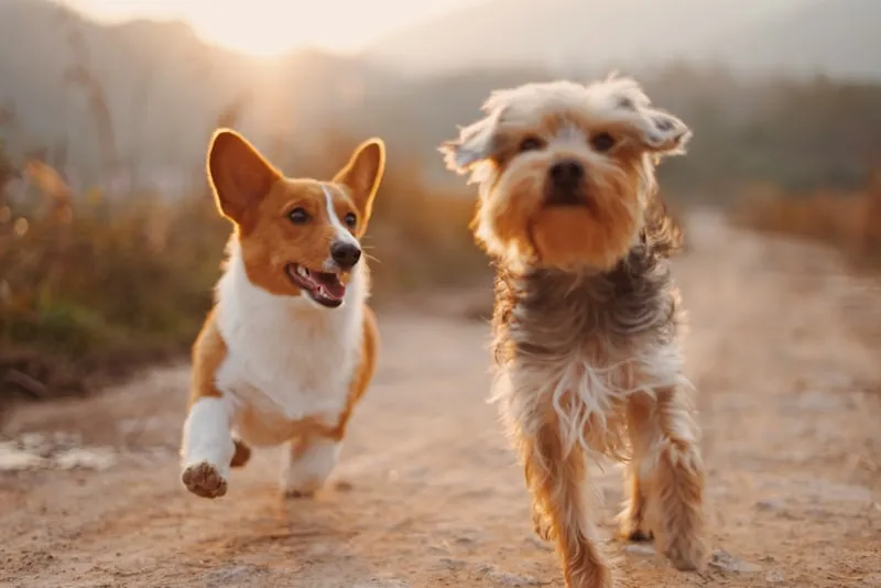 Several dogs running together in an outdoor play area
